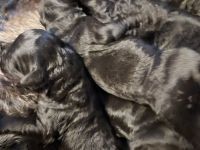 Kerry-Blue-Terrier Welpen