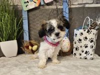 Shih-Tzu/Mix Baby