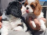 Cavalier-King-Charles-Spaniel-Welpe, Rüde, tricolour und blenheim
