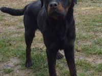 Rottweiler