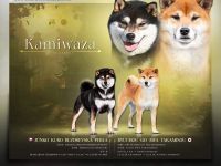 Shiba with FCI pedigree