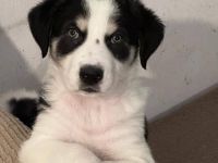 Zuhause gesucht für Moschino