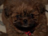 Shih Tzu Welpen