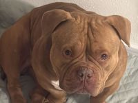 Toll Mega verschmuster Pocket Bully schoko