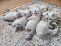 Neva Masquerade Kitten, Sibirische Waldkatzen