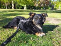 Freundlicher Familienhund Ameo sucht seine Menschen