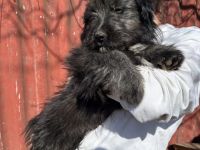 Süße Tapsi sucht ihr Zuhause