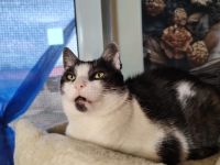 Schnurrt Smo dir bald um die Beine?