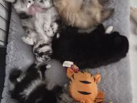 Hundewelpen zu verkaufen