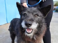 Strubbeliger Senior Barnabas sucht Alterswohnsitz