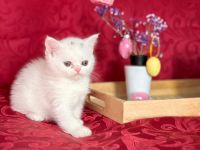 Britisch kurzhaar bkh kitten mix