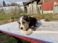 Zuhause gesucht für Sully