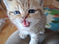 BKH Kitten mit Stammbaum Black golden shaded ticked Chocolate mackerel tabby Blue golden shaded
