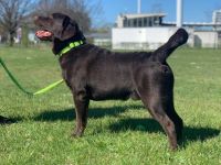 Labrador Retriever Rüde (LA CASA DE MARIA LUCAS)