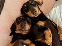 Wurfankündigung Dackel Kurzhaar Black and Tan