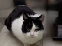 Esmeralda - zarte Katzenseele