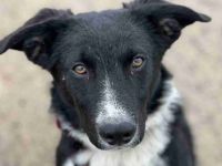 Körbchen gesucht für Kimba