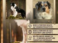 Australian Shepherd