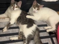 2 Katzen abzugeben. NUR ZUSAMMEN!