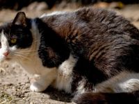 Finley - ruhiger Kater sucht Zuhause