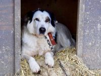 Darf Wotan bei dir ankommen?