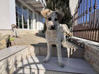 Zuhause gesucht für Martha