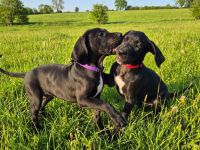 Deutsche Doggen Welpen