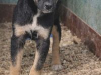 Ronja- Welpenmädchen, Welpe weiblich aus Bosnien braun schwarz