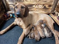 Steirieche Rauhaarbracke