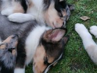 Wunderbare Welpen zu vermitteln