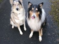 Wunderbare Welpen zu vermitteln