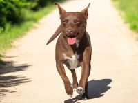 American Hairless Terrier Hündin coated Variante