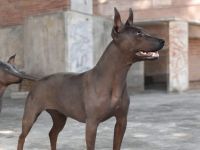 American Hairless Terrier Hündin