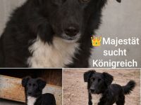 Mufasa- Mischling, Rüde, Mischlingshund, jung, aufgeschlossen, menschenbezogen sucht sein Zuhause