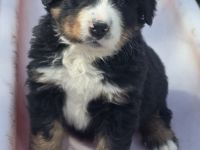 Süßer Berner Sennenhund Welpe Rüde sucht ab ca. Mitte/Ende April ein liebevolles Zuhause