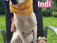 Indi, - 10/25 - wartet in 26689 Apen auf Besuch!
