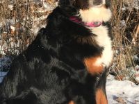 Berner Sennen Welpen