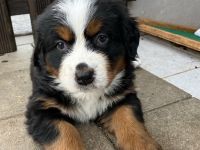 Berner Sennen Welpen - noch 1 Mädel sucht ein Zuhause