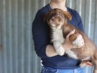 Lebenslustiger Simon sucht seine Familie