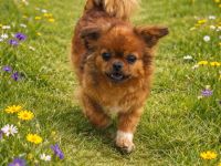 Süsse Hündin, 3,5Kilo sucht Zuhause