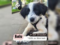 BALU möchten die Welt kennenlernen