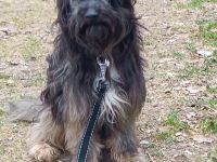 Pepper, sehr lieb und verträglich