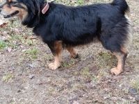 Timmy sehr lieb und agil