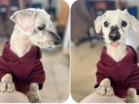 Kenzo – kleiner, anhänglicher Herzenshund