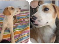 Fanni – kleines Mädchen auf der Suche nach Liebe