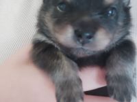 Pomeranie Zwergspitz