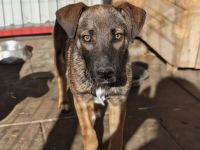 Aladdin sucht eine aktive Familie