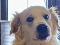 Shiro sucht sein zuhause