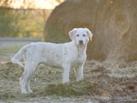 Hundekind Mei sucht ein schönes Zuhause