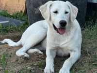 Hundekind Mei sucht ein schönes Zuhause